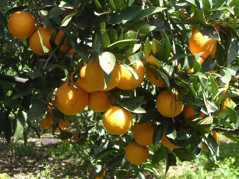 Agriturismo Santa Lucia Villa Tratalias Farm stay