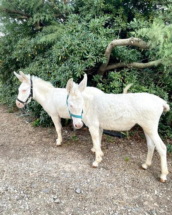 Agriturismo Santa Lucia Villa Tratalias Farm stay