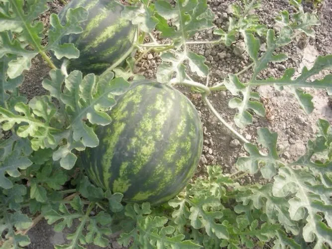 Agriturismo Santa Lucia Villa Tratalias